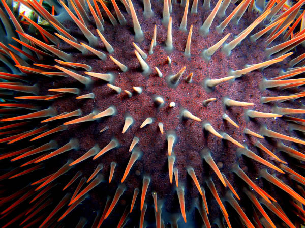 Bora Bora - Crown of Thorns