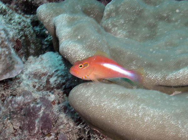 Huahine - Huahine - Fish