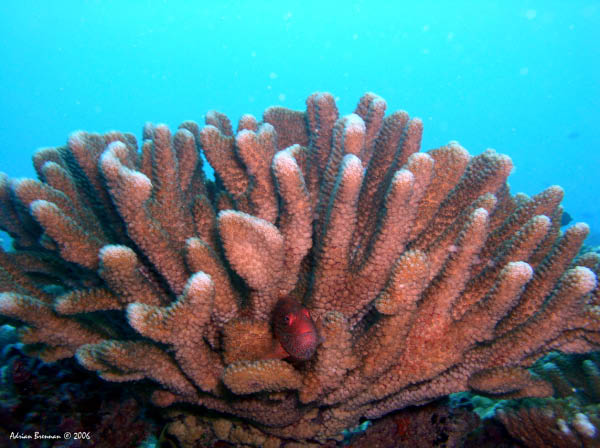 Huahine - Red Fish