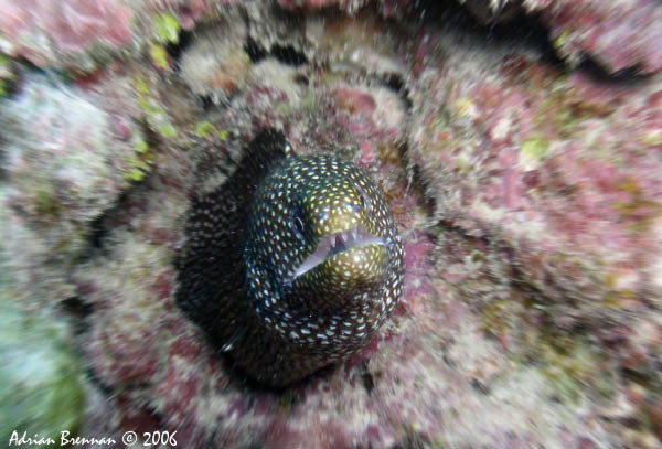 Huahine - Spotted Moray