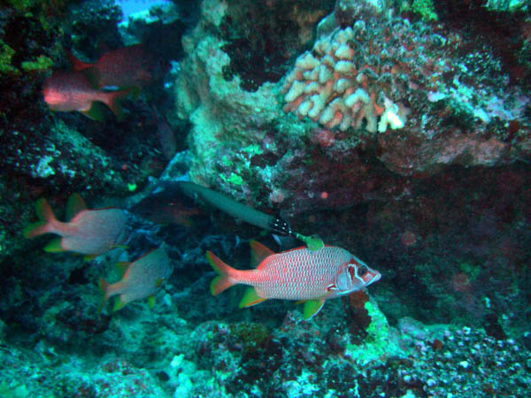 PICT0006-3