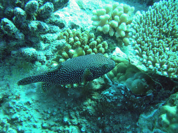 PICT0009-1