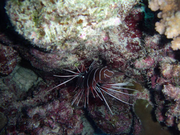 PICT0012-1