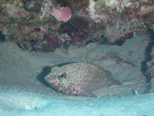PICT0014-1