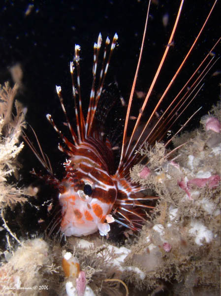 Raiatea - Young Lionfish on Norbdy