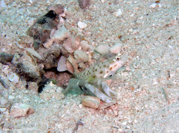 Taha - Shrimp Goby