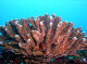 Huahine - Red Fish