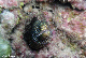 Huahine - Spotted Moray