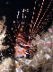 Raiatea - Young Lionfish on Norbdy