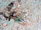 Taha - Shrimp Goby